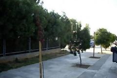 Φύτεψαν δένδρα στον περιβάλλοντα χώρο του «Θριασίου»