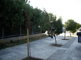 Φωτογραφία για Φύτεψαν δένδρα στον περιβάλλοντα χώρο του «Θριασίου»