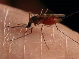 Φωτογραφία για Yγεία: Κουνούπια, η άγνωστη απειλή