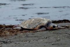 Νεκρή χελώνα καρέτα καρέτα στον Αγρίλη