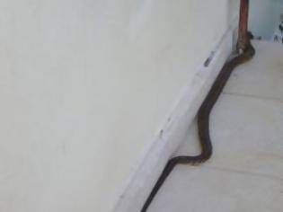 Φωτογραφία για Πύργος: Πανικός από φίδι σε μπαλκόνι διαμερίσματος!