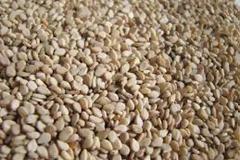 Σαλμονέλα σε φορτίο σουσαμιού από την Ινδία