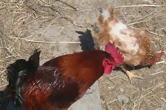 Η Ελλάδα παραπέμπεται στο ευρωδικαστήριο για τις... κότες!