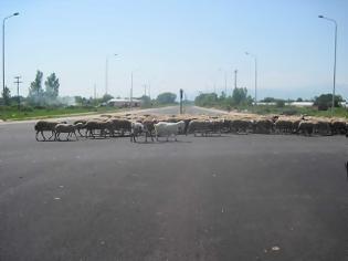 Φωτογραφία για Δώσανε στα Τρίκαλα 20 εκ. ευρώ για να αποκτήσουν δρόμο ταχείας κυκλοφορίας τα... πρόβατα