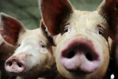 Κίνα: Λόγω συνωστισμού οι μαζικοί θάνατοι χοίρων