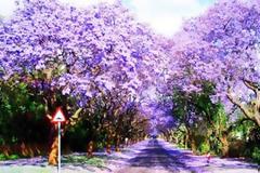 Εντυπωσιακός ανθισμένος δρόμος!