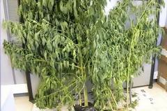 Είχε αδυναμία στα... φυτά του σπιτιού