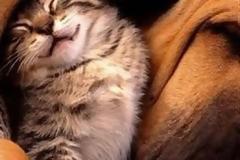 Δράση για τα αδέσποτα στο καταφύγιο ζώων 