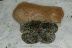 Το μεγαλείο των ζώων! Γάτα μαζί με τα μικρά της θηλάζει και 4 ορφανά σκαντζοχοιράκια!