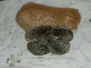 Φωτογραφία για Το μεγαλείο των ζώων! Γάτα μαζί με τα μικρά της θηλάζει και 4 ορφανά σκαντζοχοιράκια!