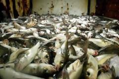 Στην Ιερισσό βλέπουμε το μαύρο αύριο της Ελλάδας ...!!!