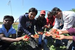 Ηλεία: Σύσκεψη για τις φράουλες στη Βάρδα!