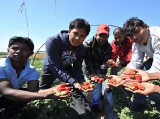 Φωτογραφία για Ηλεία: Σύσκεψη για τις φράουλες στη Βάρδα!