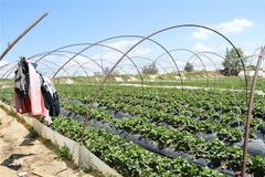 Ηλεία: Eπι τόπου για τις ματωμένες φράουλες ο Υπουργός Εργασίας