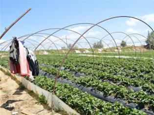 Φωτογραφία για Ηλεία: Eπι τόπου για τις ματωμένες φράουλες ο Υπουργός Εργασίας