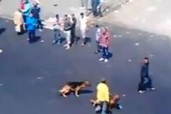 Βίντεο: Ποτέ μην τα βάζεις με σκυλιά...