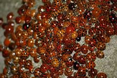 Απελευθέρωσαν 72.000 πασχαλίτσες σε εμπορικό κέντρο!