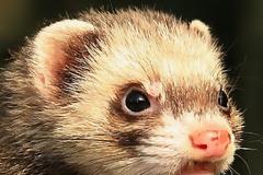 Ζουρίδα δάγκωσε γυναίκα στο κέντρο του Ηρακλείου!