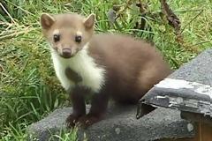 Ηράκλειο: Κουνάβι μπήκε σε μαγαζί και δάγκωσε πωλήτρια!