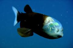 Ψάρι με διάφανο κεφάλι (Βίντεο)