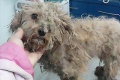 Πύργος: Tο έδεσαν και το άφησαν να πνιγεί ζωντανό!