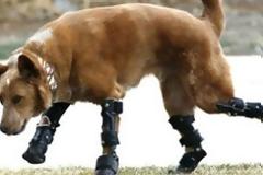 Naki’ο: O πρώτος σκύλος με τεχνητά μέλη