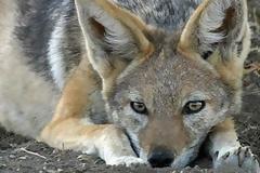 Ένα μικρό τραυματισμένο τσακάλι επέστρεψε στη φύση