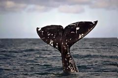 «Σχολείο» για μεγάπτερες φάλαινες