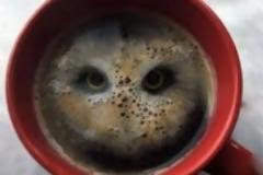 Οι συνέπειες του καφέ μέσα από τα μάτια μιας… κουκουβάγιας!