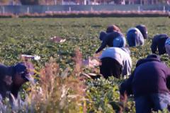 Οι άλλες Νέες Μανωλάδες της Ελλάδας: Μαραθώνας, Θήβα, Μέγαρα, Αργος