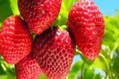 Υγεία: Οι λόγοι που πρέπει να τρώτε φράουλες !