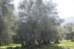 «Μνημειακό Άλσος Ελιάς» στο Αμάρι