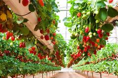 Πέρα από τις εύκολες καταδίκες για τις «ματωμένες φράουλες»