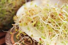 Οργονίτες, τα φυτά μας τους λατρεύουν