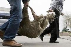 Εξιχνιάστηκαν δώδεκα ζωοκλοπές στην Ηλεία - Δράστης ένας 30χρονος Αλβανός