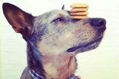 Σκύλος με ταλέντο στην… ισορροπία!