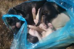 Ιτέα: Πνίγηκαν 6 κουτάβια μπροστά στα μάτια των μαθητών