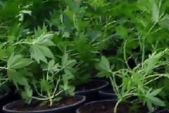 Καλαμάτα: Συνελήφθη 66χρονος χασισοκαλλιεργητής