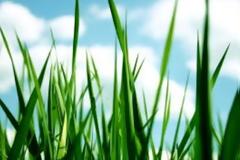 Υβριδικό γρασίδι μειώνει τις πλημμύρες