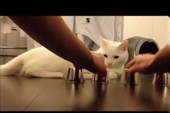 Εδώ παπάς εκεί παπάς... θα τα καταφέρει η βαριεστημένη γάτα;