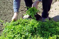 Έβρος: Ένας νεκρός και δύο στο νοσοκομείο από κατανάλωση άγριων χόρτων!