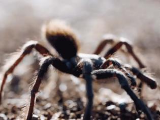 Φωτογραφία για Τα παράξενα φάρμακα της άγριας φύσης!