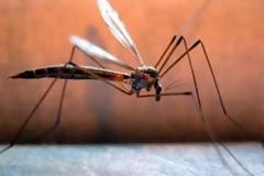 «Θερίζει» ο δάγκειος πυρετός στην Παραγουάη