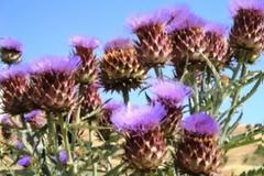 Τα φυτά συγκρατούν την άνοδο της θερμοκρασίας