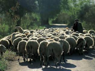 Φωτογραφία για Νεαρή πήγε να κουρέψει πρόβατα και παραλίγο να χάσει το μάτι της!