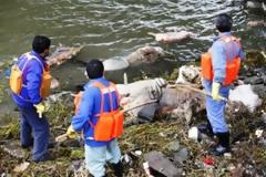 Εξιχνιάστηκε το «έγκλημα» με τα 16.000 νεκρά γουρούνια σε ποταμό της Κίνας