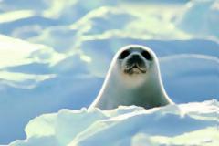 Απαγόρευση πώλησης προϊόντων φώκιας στην ΕΕ