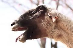 Κατσίκες που φωνάζουν σαν άνθρωποι [video]