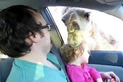 Καμήλα «λιγουρεύεται» κοριτσάκι... ενώ την τάιζε! [video]