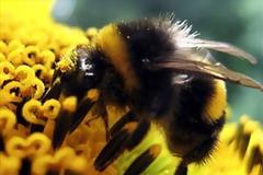 Εκπαιδεύουν μέλισσες να εντοπίζουν νάρκες...